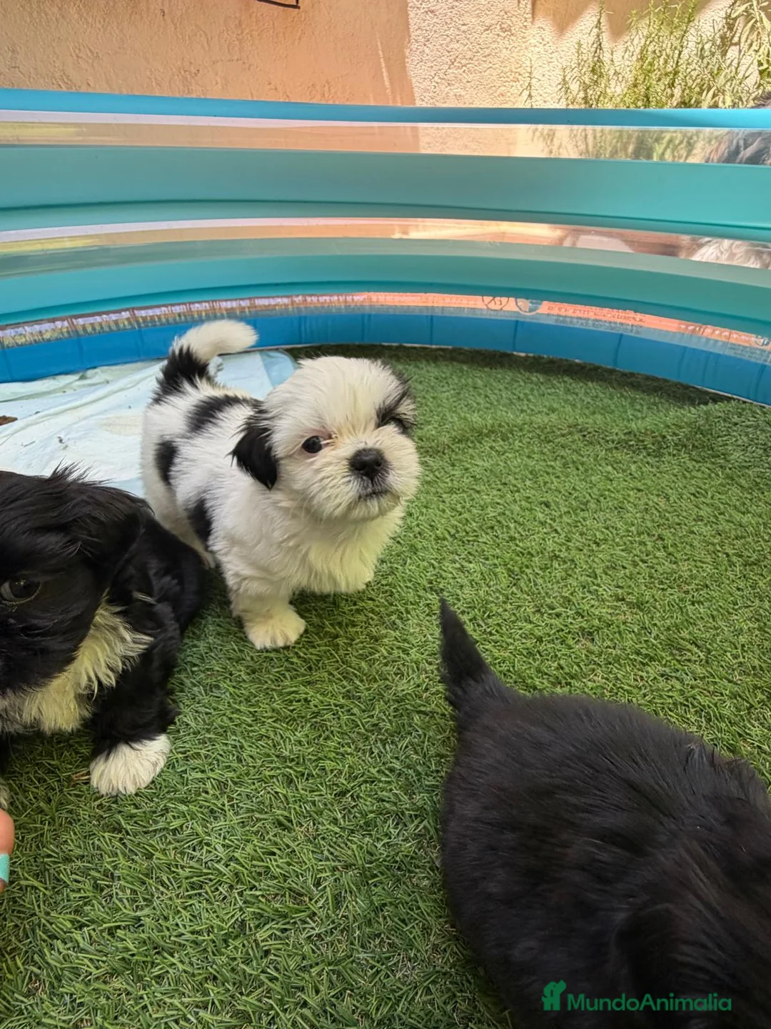 Shih Tzu perros en venta: Shih Tzu - Anuncio 2
