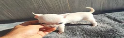 Chihuahua perros en venta: CHIHUAHUA MACHO BLANCO - Anuncio 2