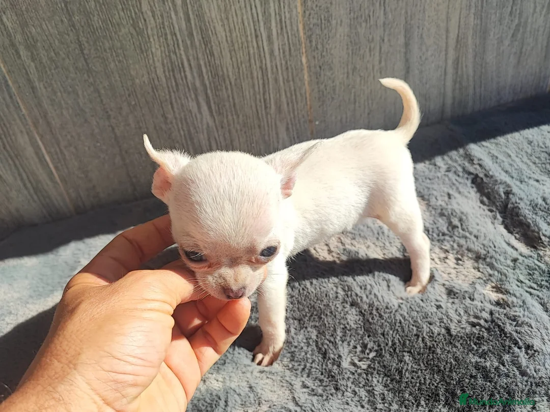Chihuahua perros en venta: CHIHUAHUA MACHO BLANCO - Anuncio 2