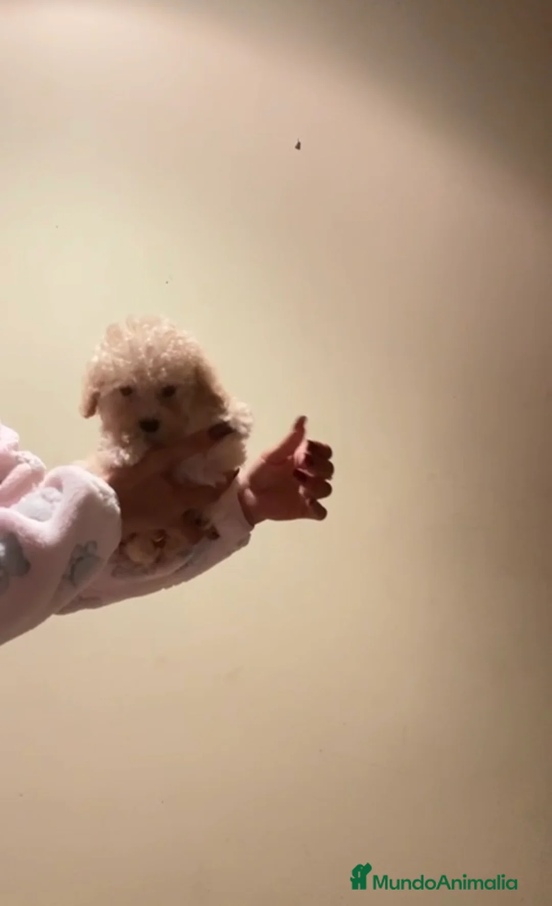 Caniche Toy perros en venta: Caniche toy  - Anuncio 4