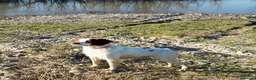 Épagneul Breton perros en venta: BRETON - Anuncio 2