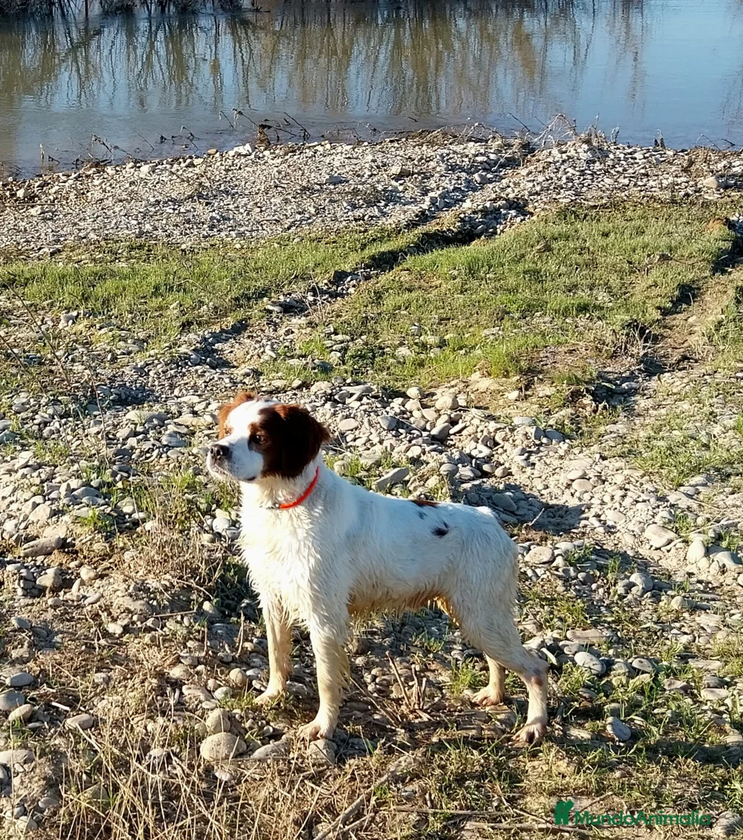 Épagneul Breton perros en venta: BRETON - Anuncio 2