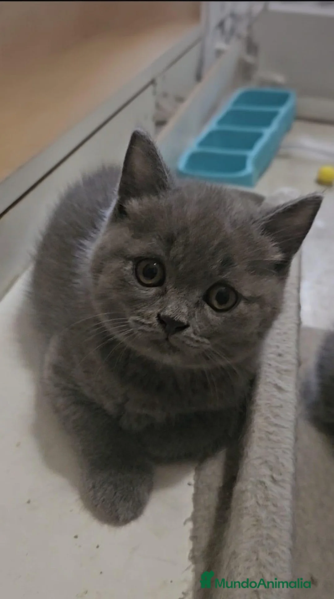 Británico de Pelo Corto Azul gatos en venta: Brithis Blues Espectaculares cachorros  - Anuncio 2