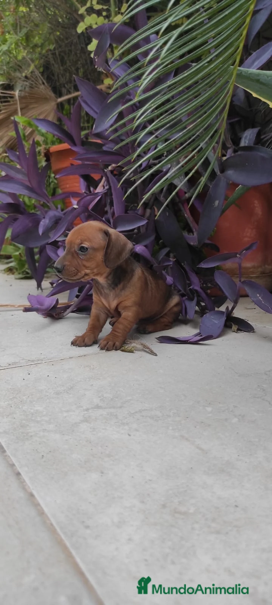Teckel perros en venta: PRECIOSO TECKEL - Anuncio 2