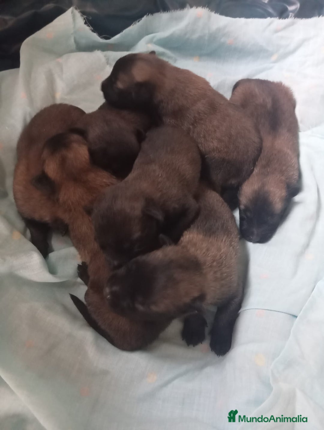 Pastor Belga Malinois perros en venta: CAMADA MALINOIS  - Imagen 4