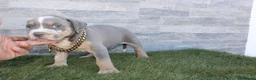 American Pit Bull Terrier perros en venta: American Pit bull - Anuncio 9
