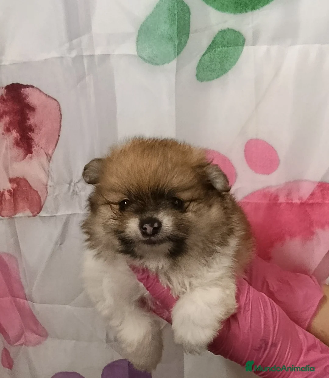 Pomerania perros en venta: Pomerania  - Anuncio 9