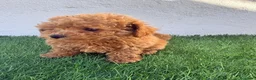 Caniche Toy perros en venta: Caniche toy - Anuncio 7
