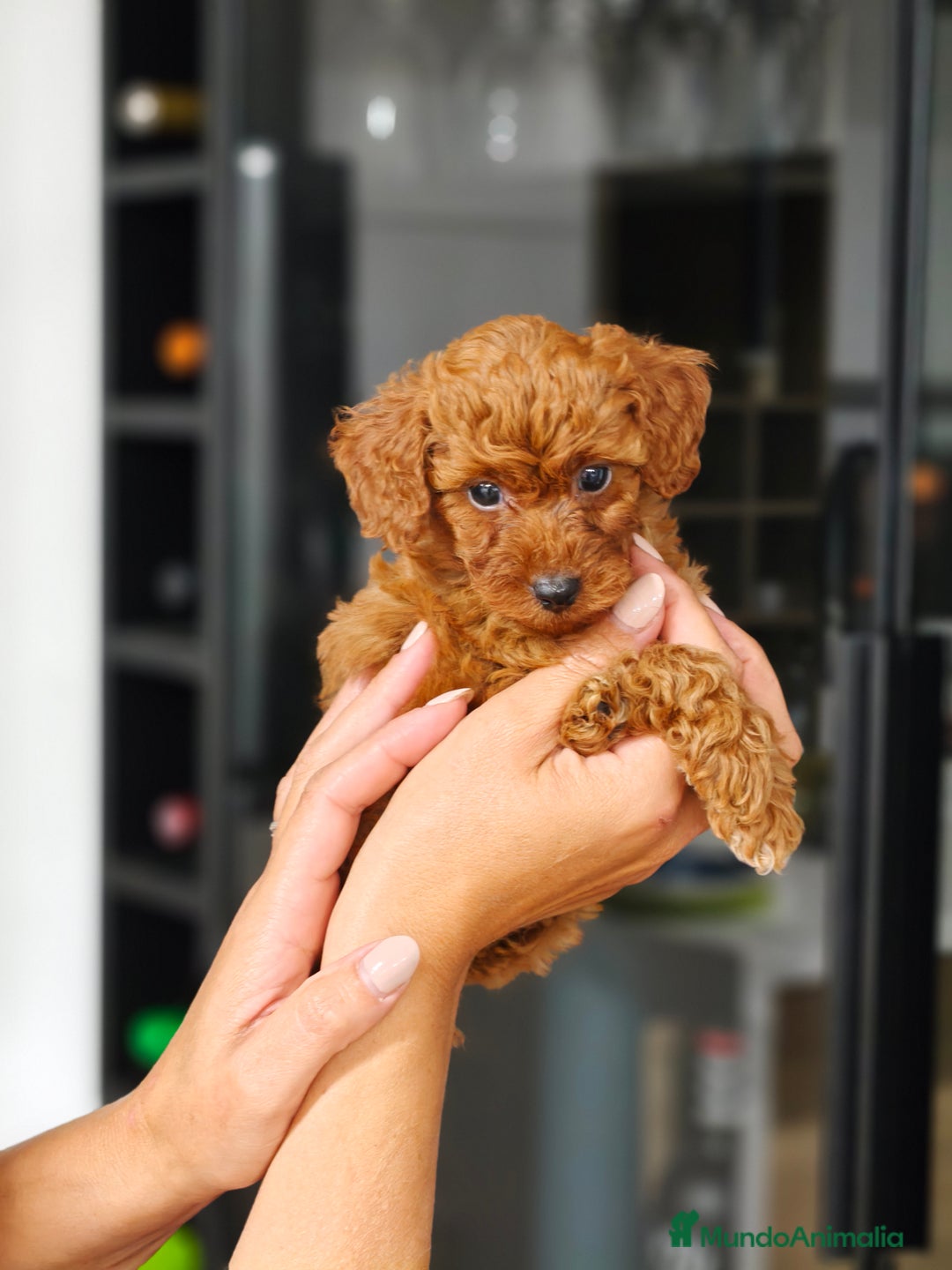 Caniche Toy perros en venta: Caniche  - Imagen 4