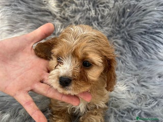 Cavapoo perros Cavapoo - Anuncio 32