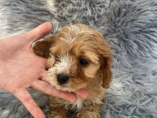 Cavapoo perros Cavapoo - Anuncio 9