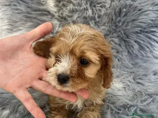 Cavapoo perros Cavapoo - Anuncio 11