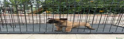 Pastor Belga Malinois perros en venta: Cachorra Malinois  - Anuncio 6