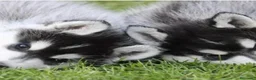Husky Siberiano perros en venta: Husky siberianos - Anuncio 2