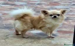 Chihuahua perros en venta: Chihuahuas de pelo largo - Anuncio 2