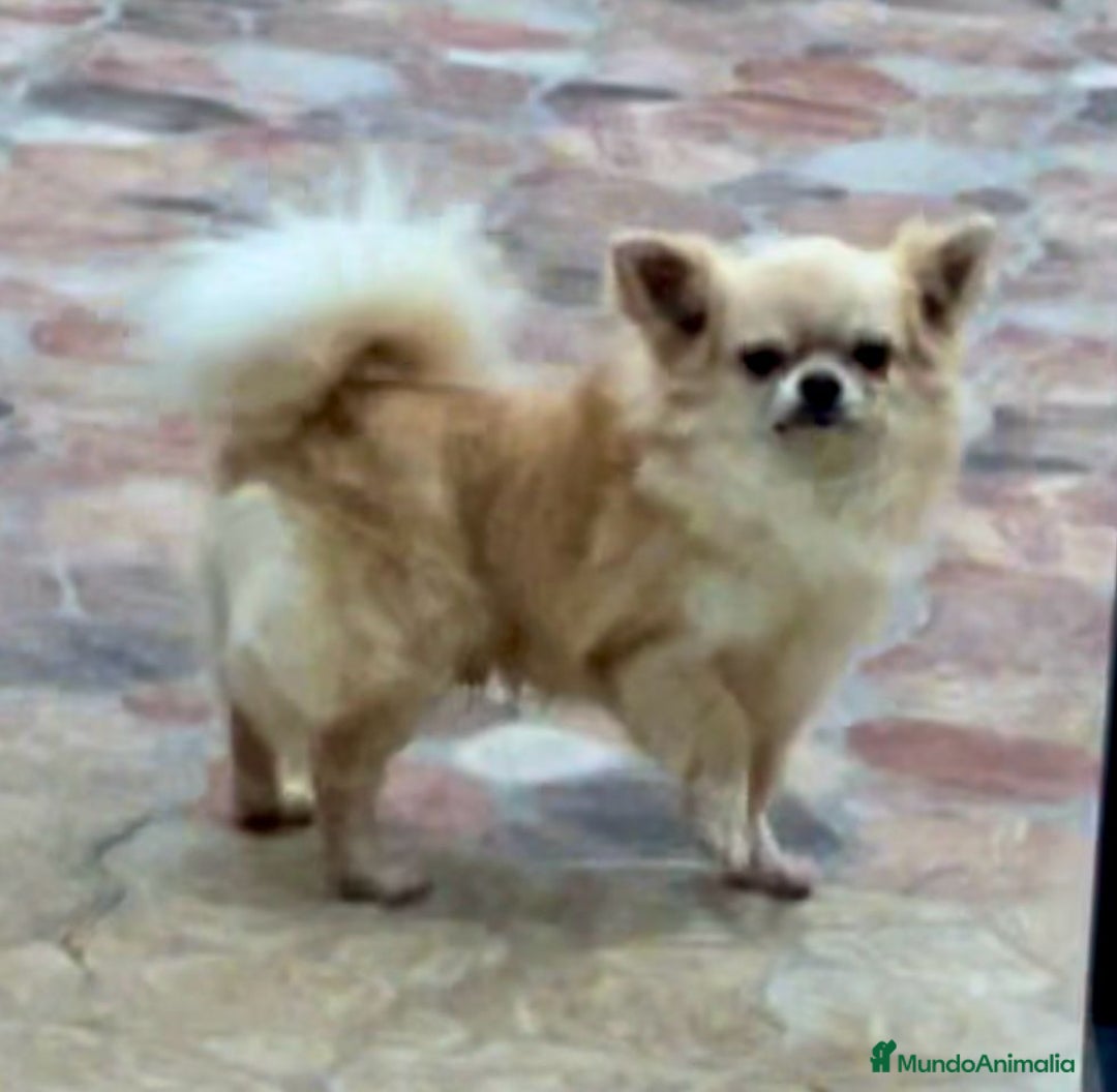 Chihuahua perros en venta: Chihuahuas de pelo largo - Anuncio 2