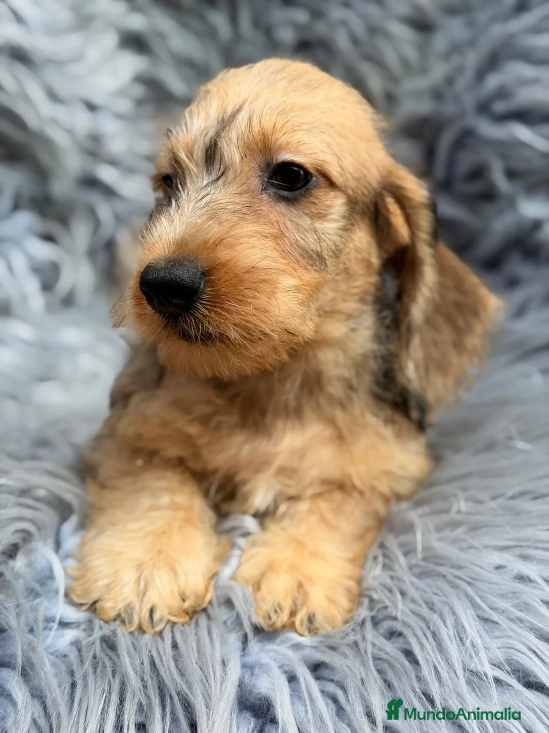 Teckel Miniatura perros en venta: TECKEL MINIATURA PELO DURO - Anuncio 2