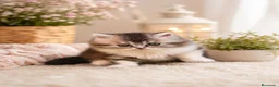 Persa gatos en venta: Gatos Persas - Anuncio 2