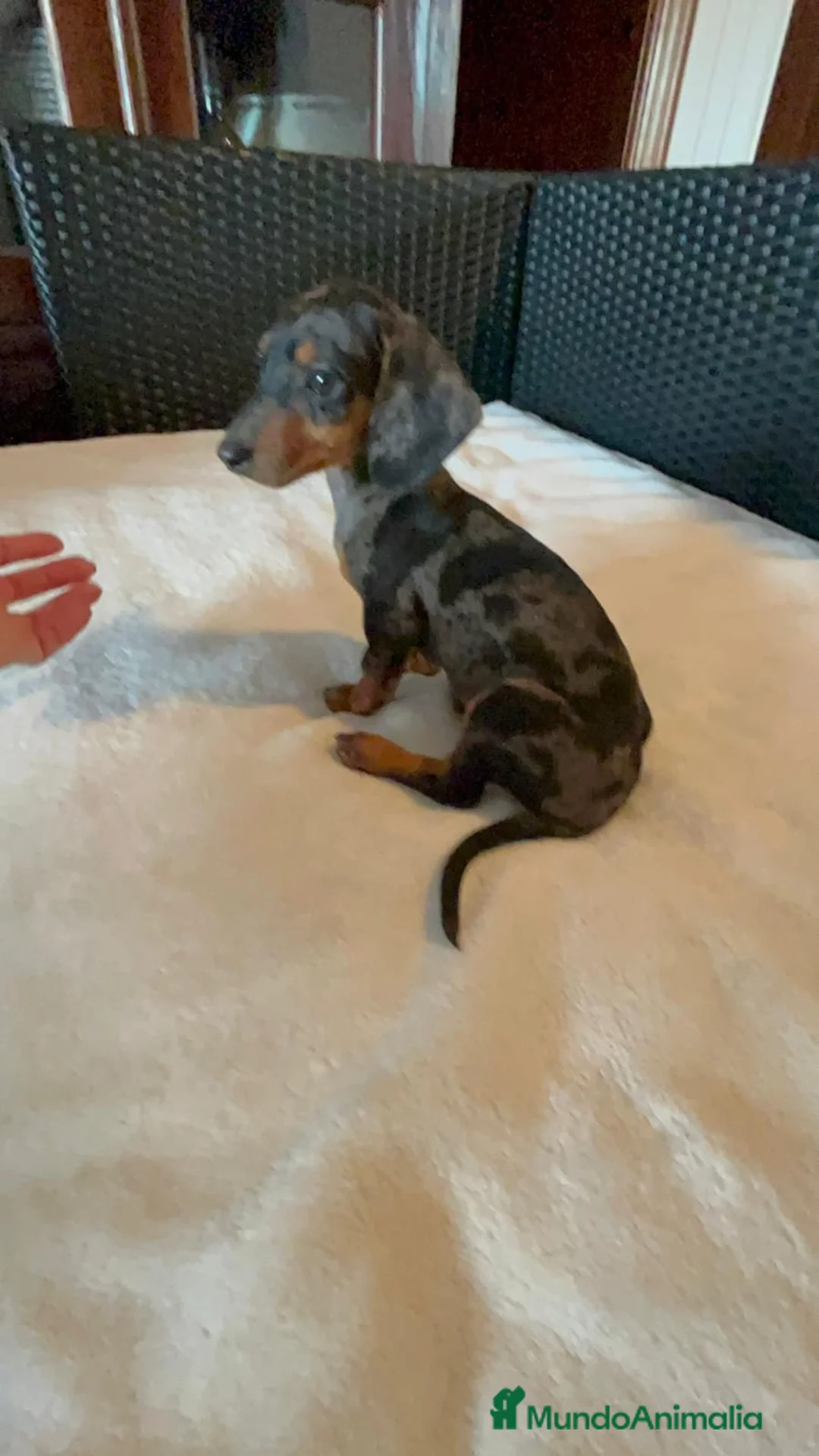 Teckel Miniatura perros en venta: Teckel kanichen  - Anuncio 2