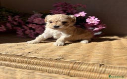 Maltipoo perros en venta: Maltipoo hembra Toy  - Imagen 9
