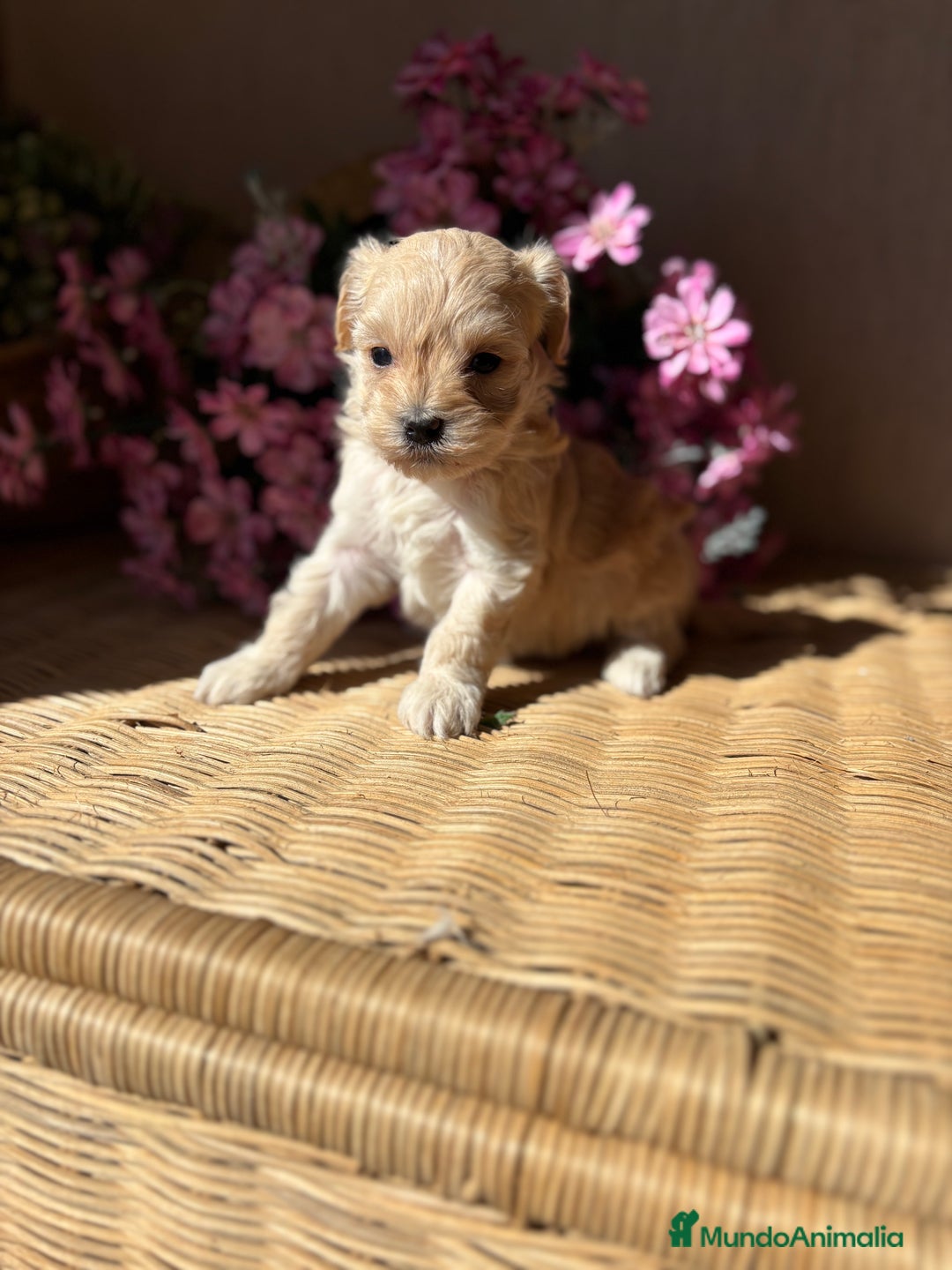 Maltipoo perros en venta: Maltipoo hembra Toy  - Imagen 9