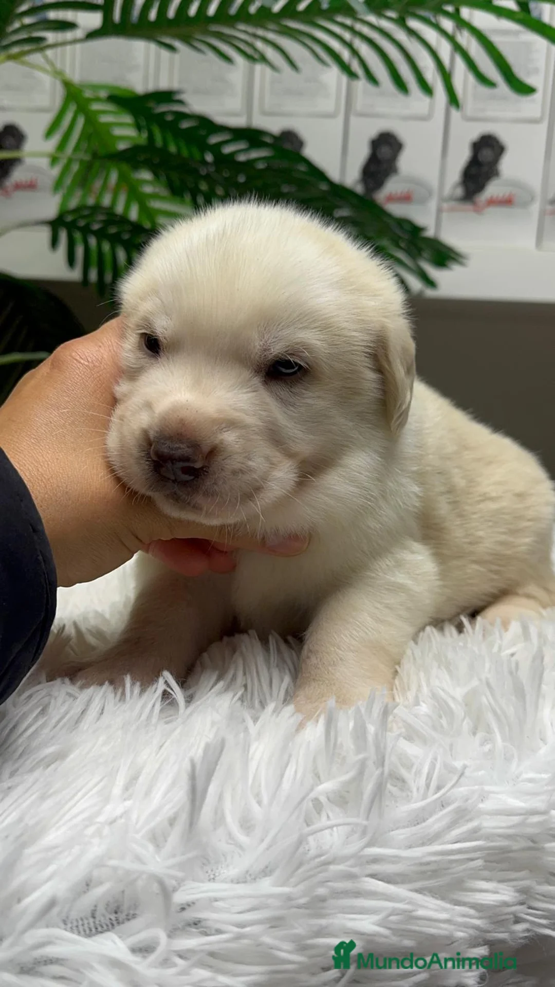 Mastín Español perros en venta: MASTIN ESPAÑOL - Anuncio 10