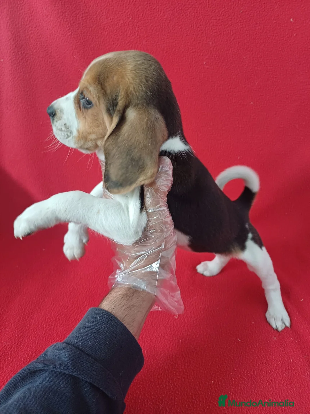 Beagle perros en venta: Beagle  - Anuncio 2