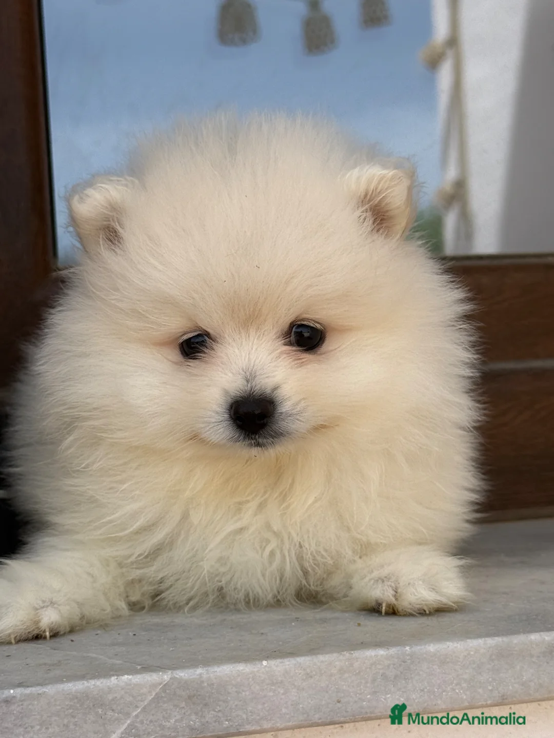 Pomerania perros en venta: Pomerania macho  - Anuncio 1