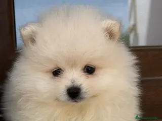 Pomerania perros Pomerania macho - Anuncio 1