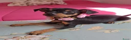 Pinscher Miniatura perros en venta: Mini Pincher - Anuncio 2