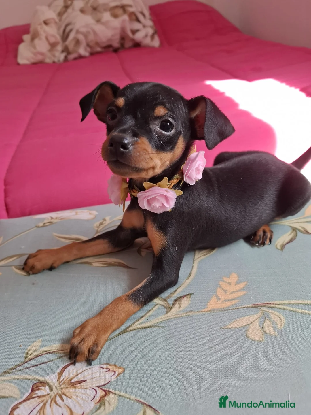 Pinscher Miniatura perros en venta: Mini Pincher - Anuncio 2