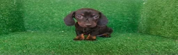 Teckel Miniatura perros en venta: Teckel miniatura  - Anuncio 11