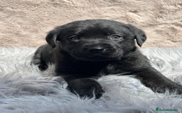 Labrador Retriever perros en venta: Labrador negro - Imagen 4
