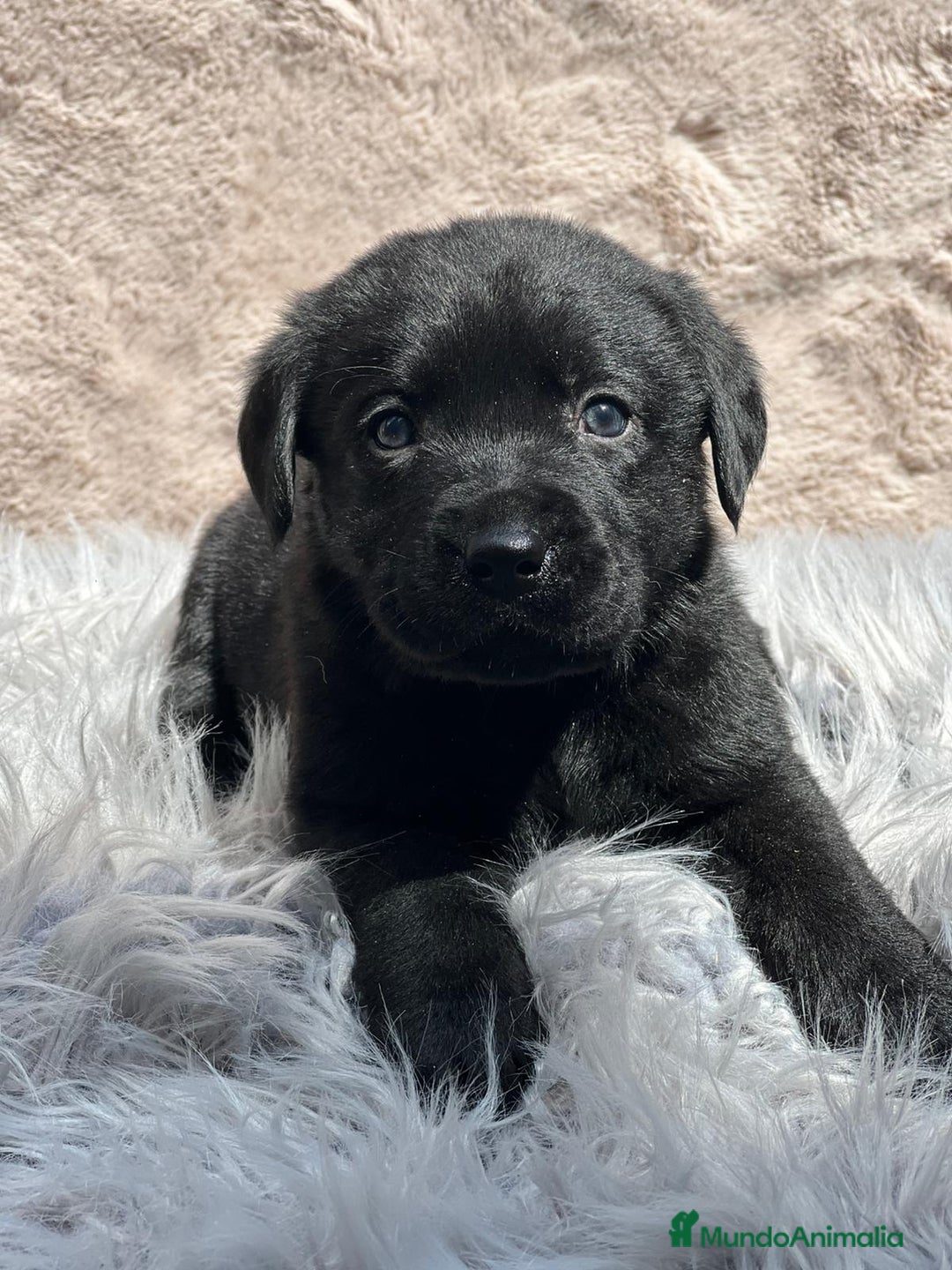 Labrador Retriever perros en venta: Labrador negro - Imagen 4