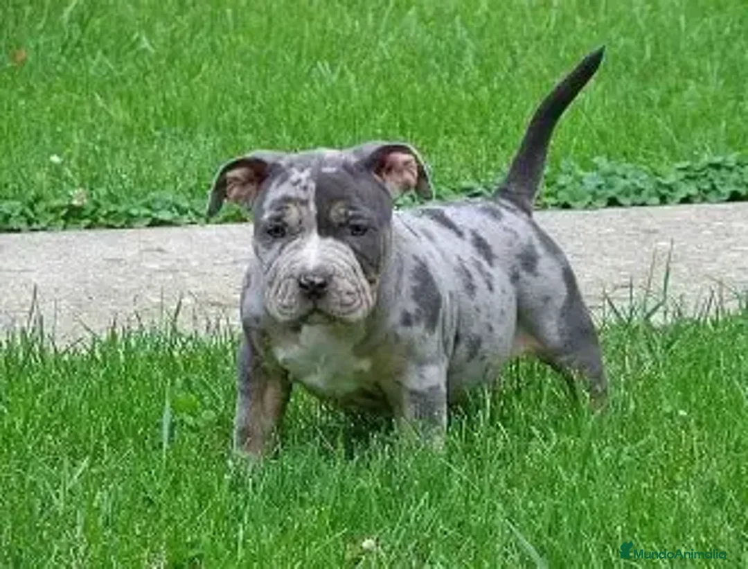 American Pit Bull Terrier perros en venta: PITBULL, VARIOS COLORES DISPONIBLES.  - Anuncio 3