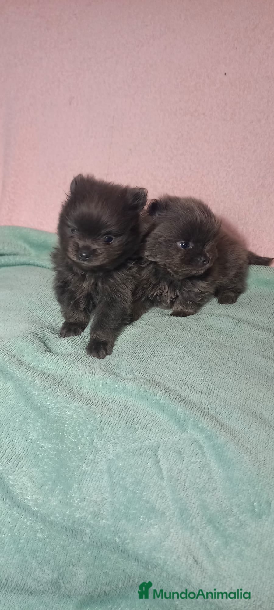 Pomerania perros Pomera en el macho azul sólido - Anuncio 2