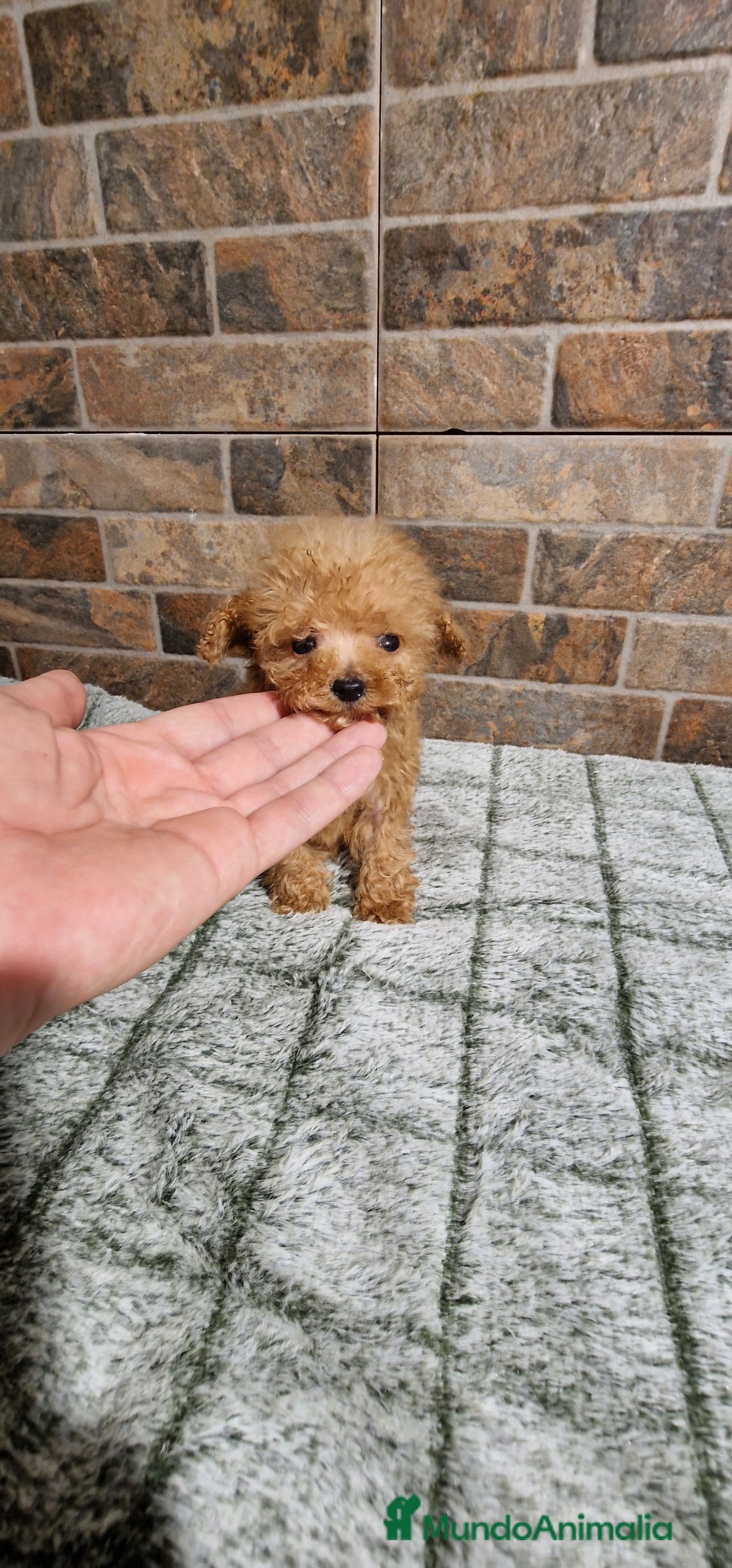 Caniche Toy perros en venta: HEMBRA CANICHE MICRO/TEA CUP - Imagen 1