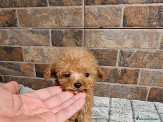 Caniche Toy perros - Anuncio 14