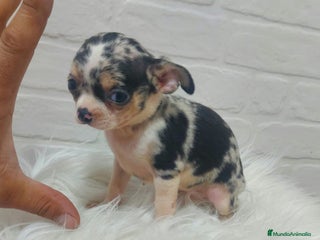 Chihuahua perros en Sevilla - Anuncio 26