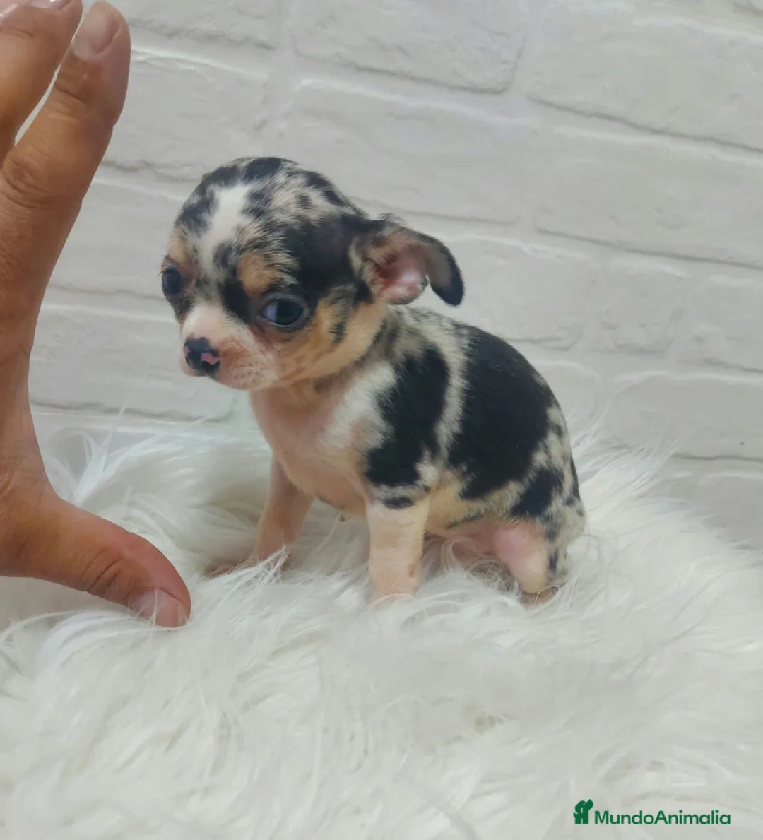 Chihuahua perros en venta: CHIHUAHUAS TOY CABEZA DE MANZANA en Sevilla - Anuncio 1
