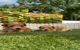 Caniche Toy perros en venta: CANICHE TOY MACHO - Imagen 14