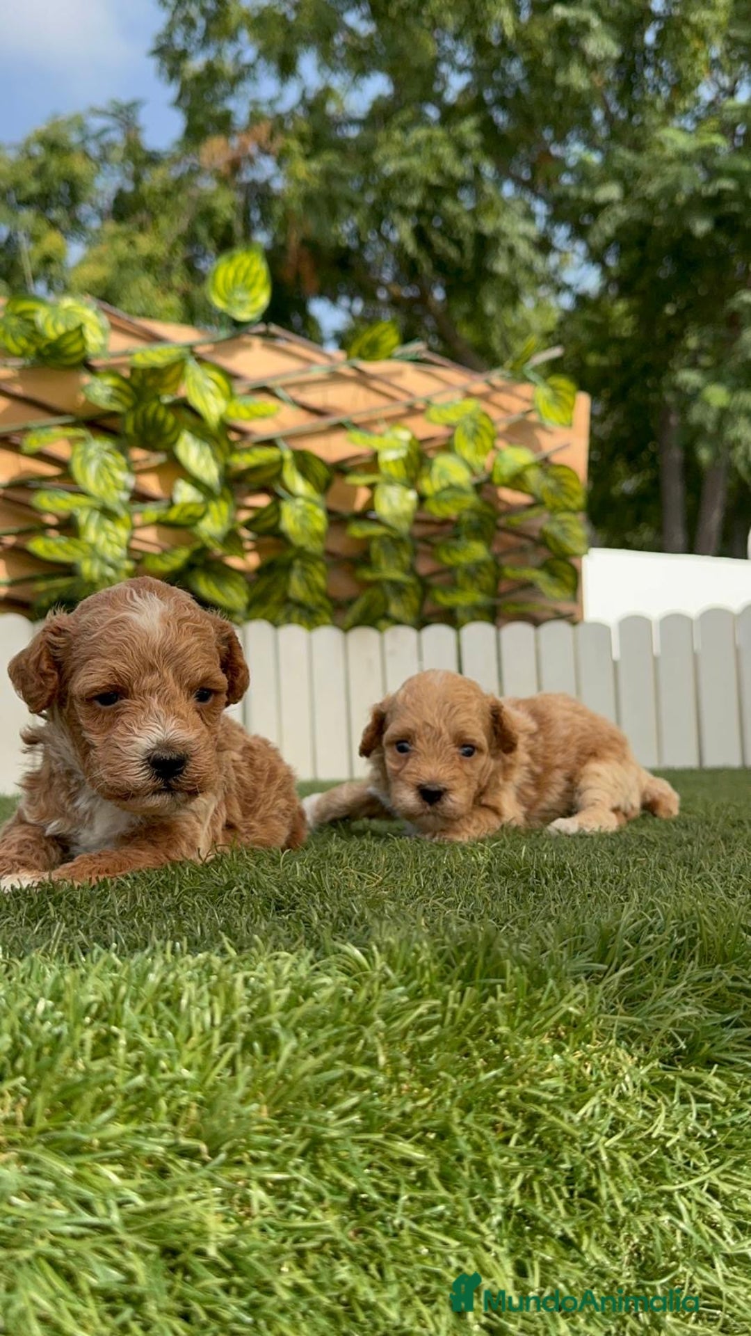 Caniche Toy perros en venta: CANICHE TOY MACHO - Imagen 14