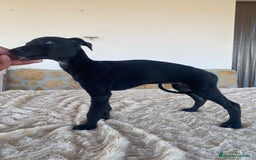 Galgo Español perros en venta: Galgo español hembras - Imagen 5