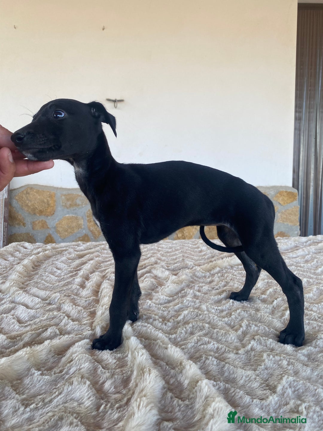 Galgo Español perros en venta: Galgo español hembras - Imagen 5