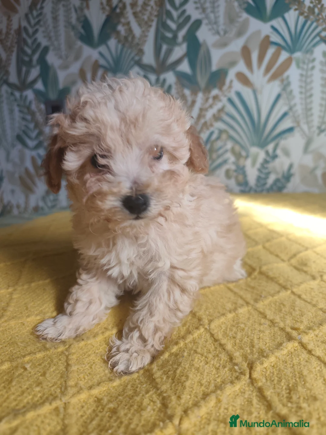 Caniche Toy perros en venta: Cachorros caniche machos 💛💛💛 - Anuncio 3