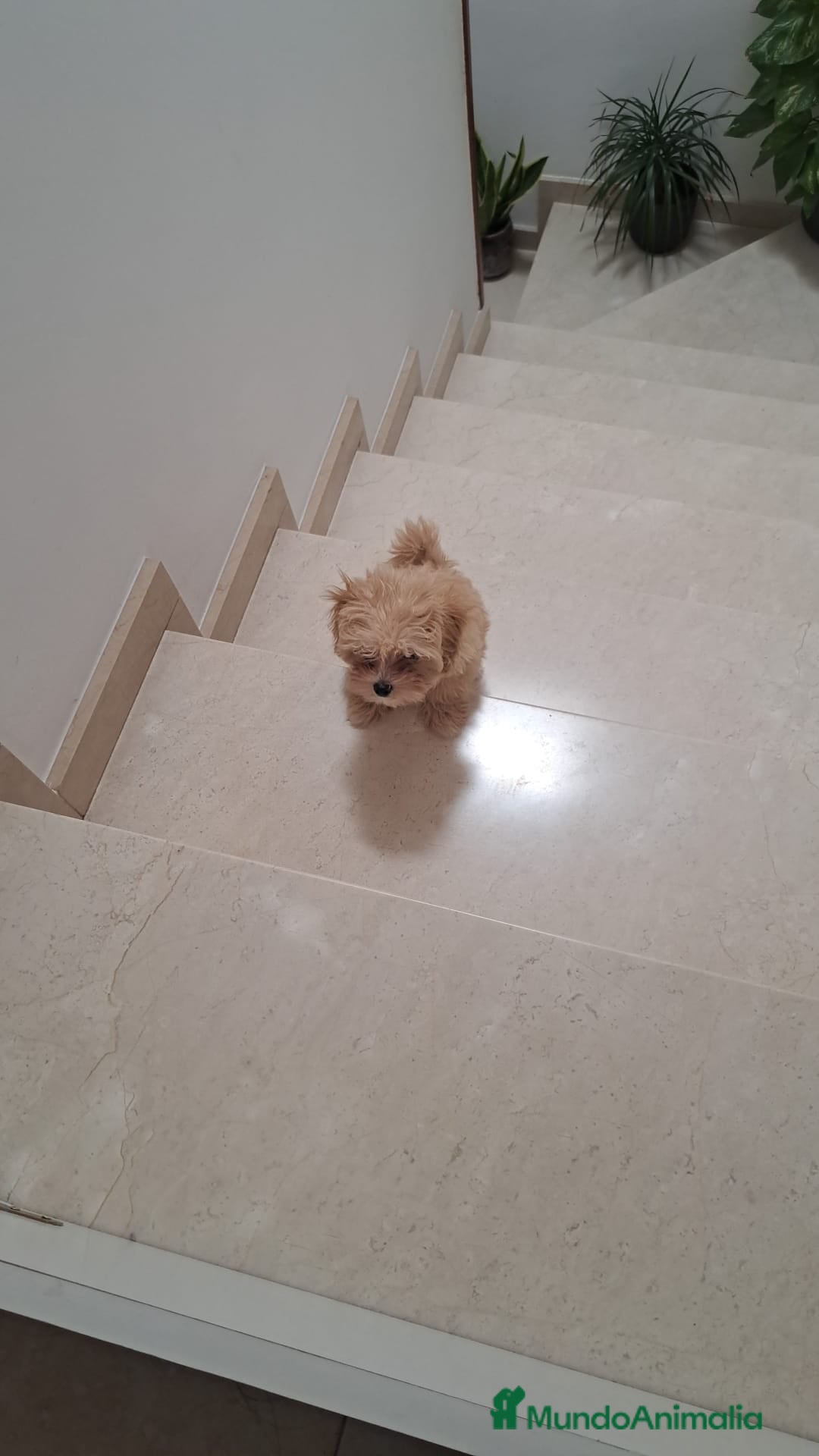 Maltipoo perros Maltipoo roja hembra disponible preciosa Toy  - Anuncio 1