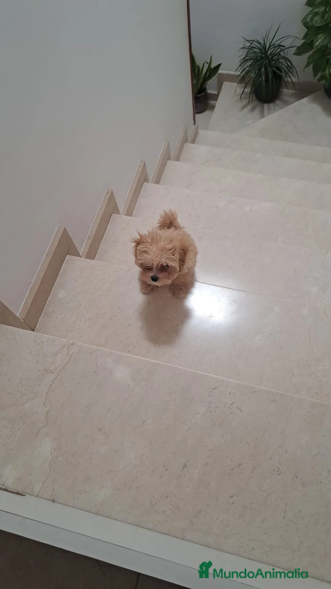 Maltipoo perros en venta: Maltipoo roja hembra disponible preciosa Toy  - Anuncio 1