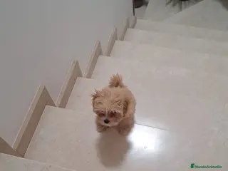 Maltipoo perros Maltipoo roja hembra disponible preciosa Toy - Anuncio 1