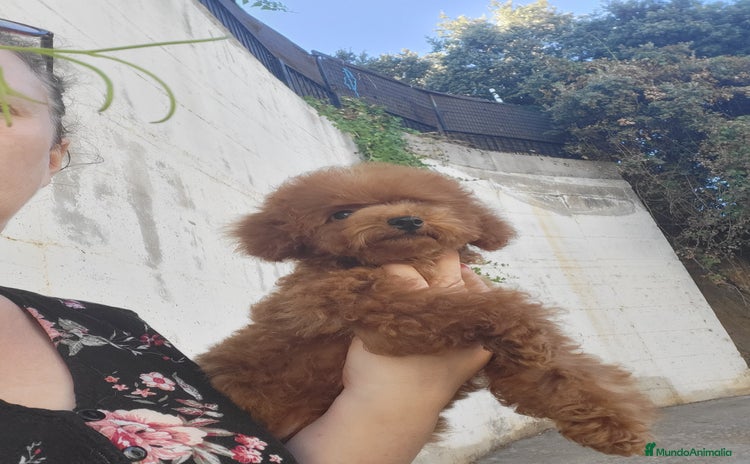 Caniche Toy perros - Anuncio 1