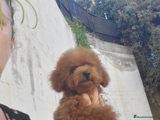 Caniche Toy perros - Anuncio 37
